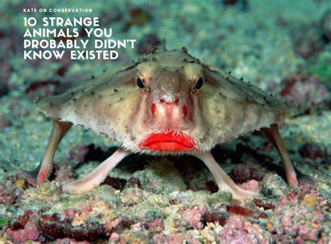 most weird animals|animals you didn't know existed.